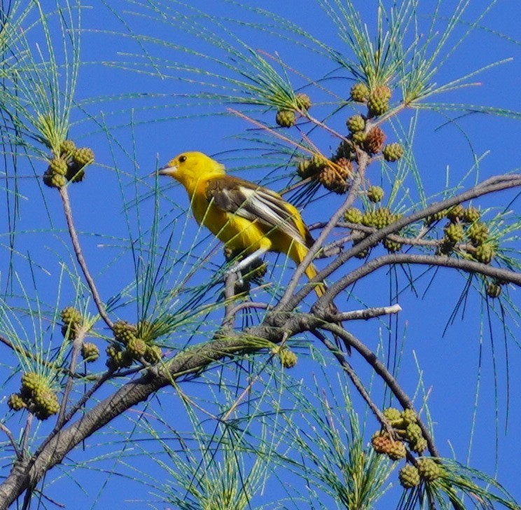 Spot-breasted Oriole - ML642596873