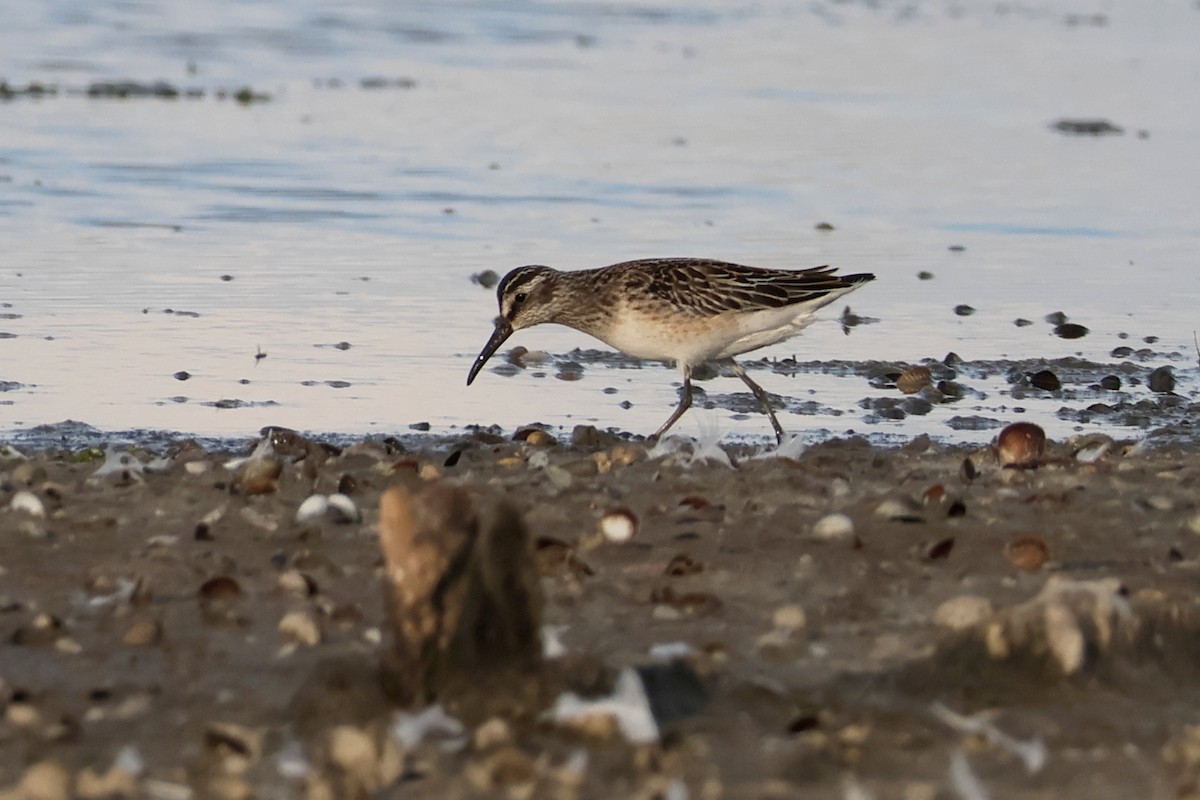 Broad-billed Sandpiper - ML642596877