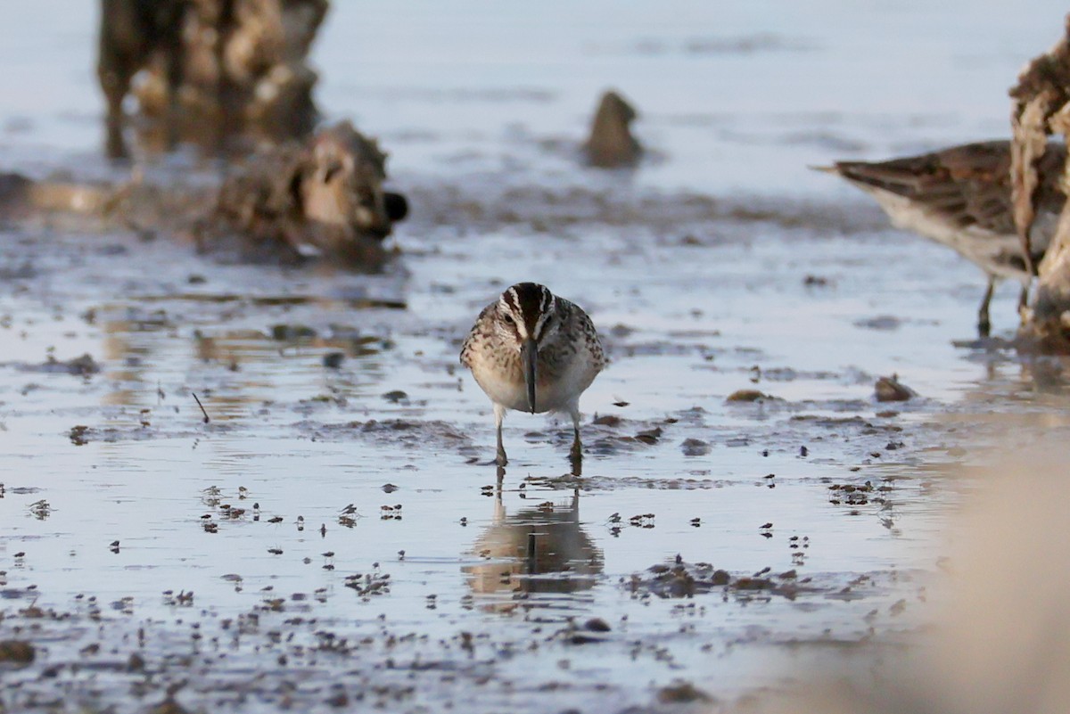 Broad-billed Sandpiper - ML642596878