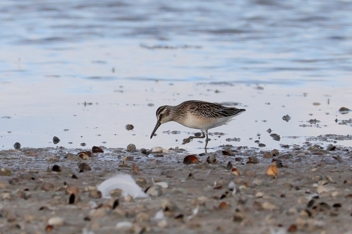 Broad-billed Sandpiper - ML642596879