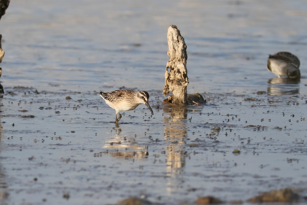 Broad-billed Sandpiper - ML642596880