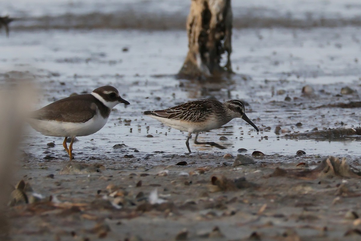 Broad-billed Sandpiper - ML642596881