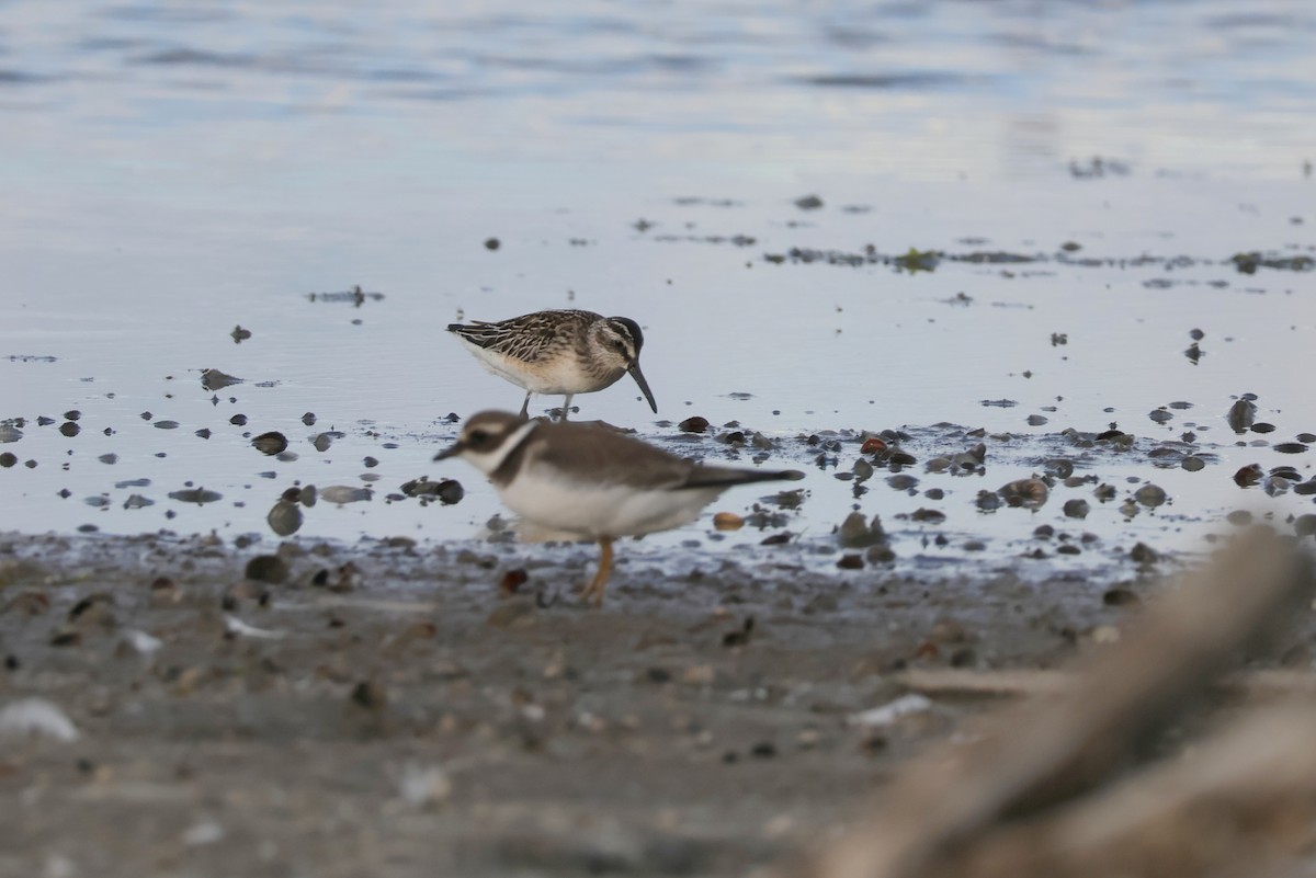 Broad-billed Sandpiper - ML642596882