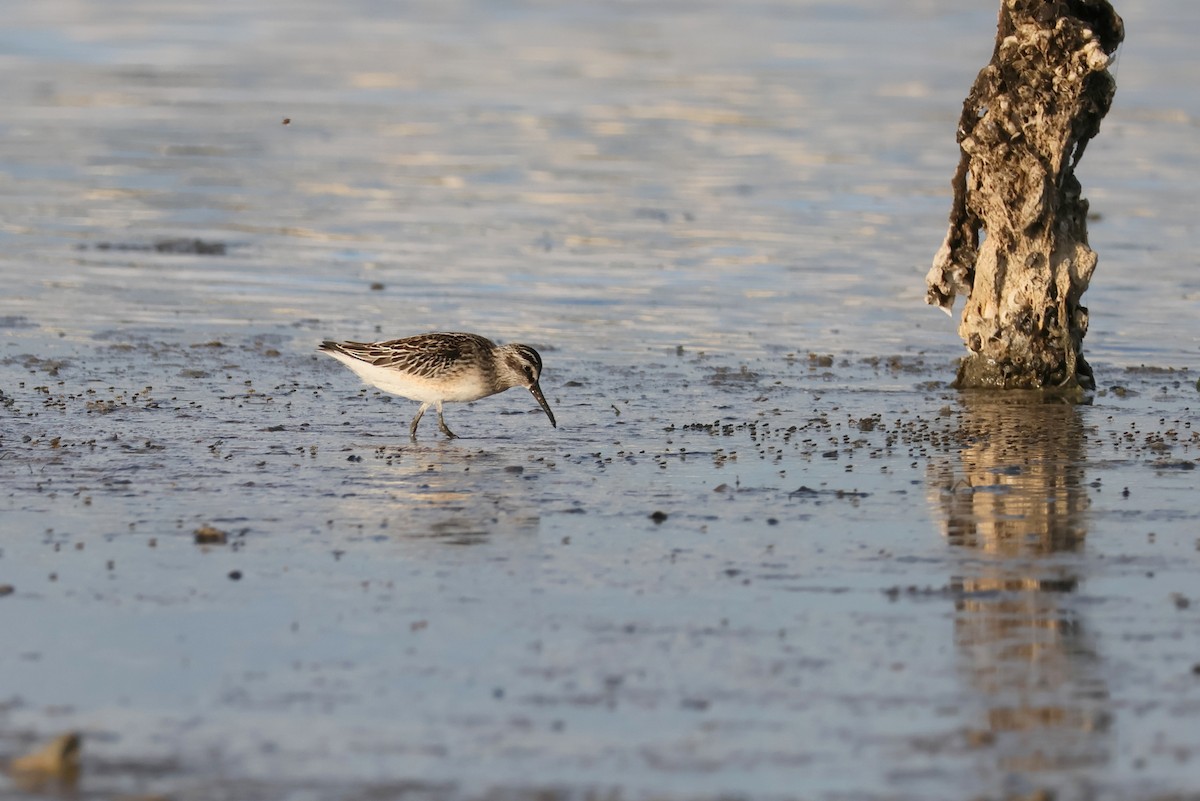 Broad-billed Sandpiper - ML642596883