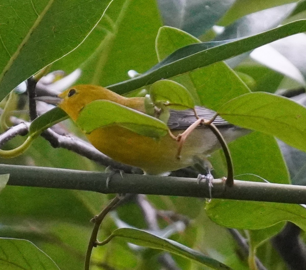 Prothonotary Warbler - ML642596884