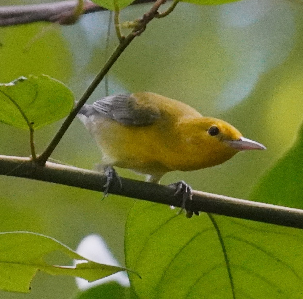Prothonotary Warbler - ML642596885