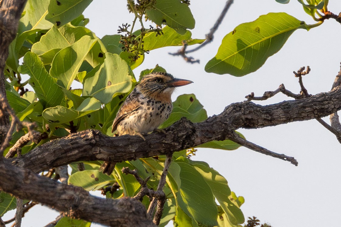 Spot-backed Puffbird - ML642596905