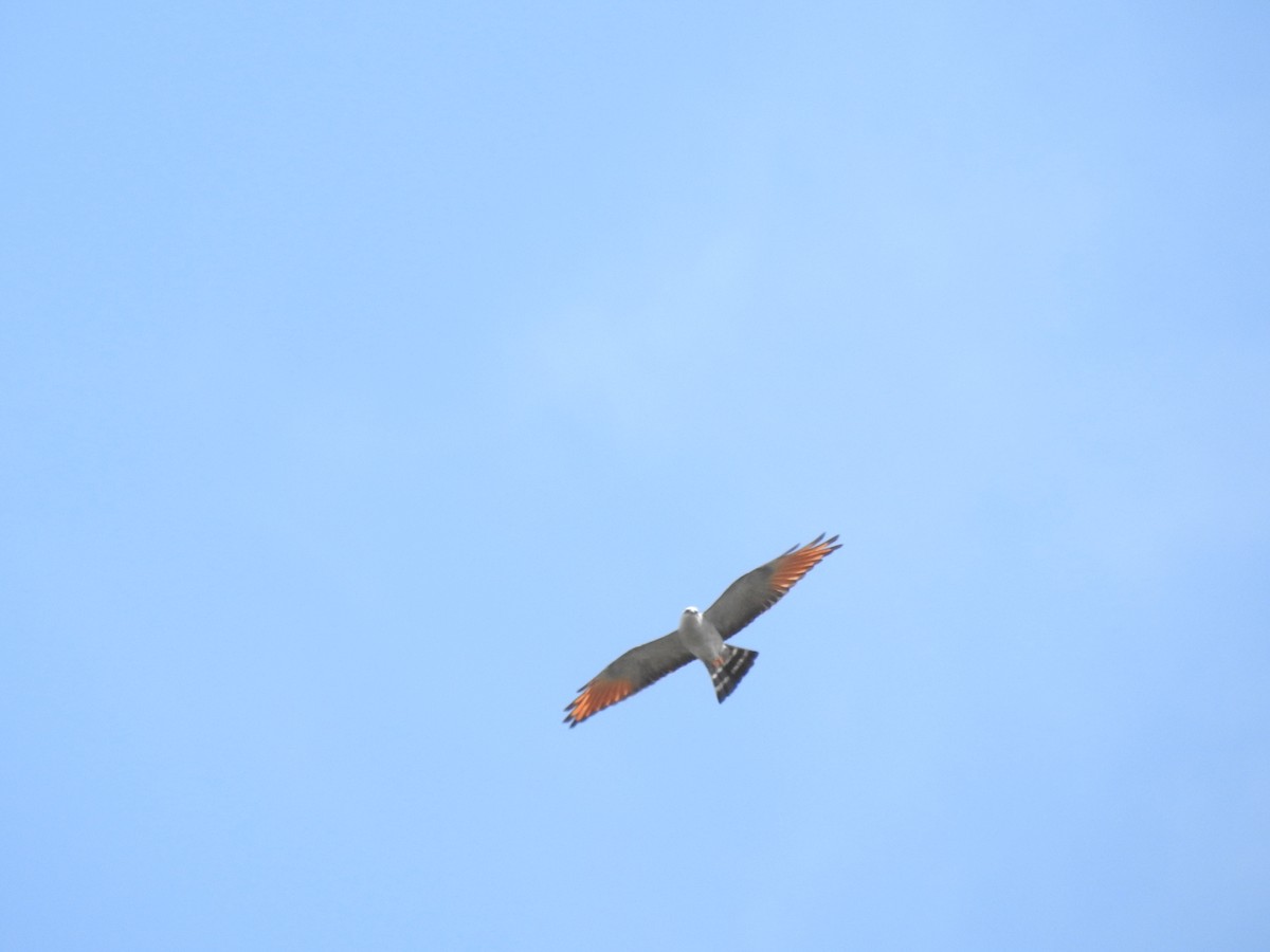 Plumbeous Kite - ML642596906