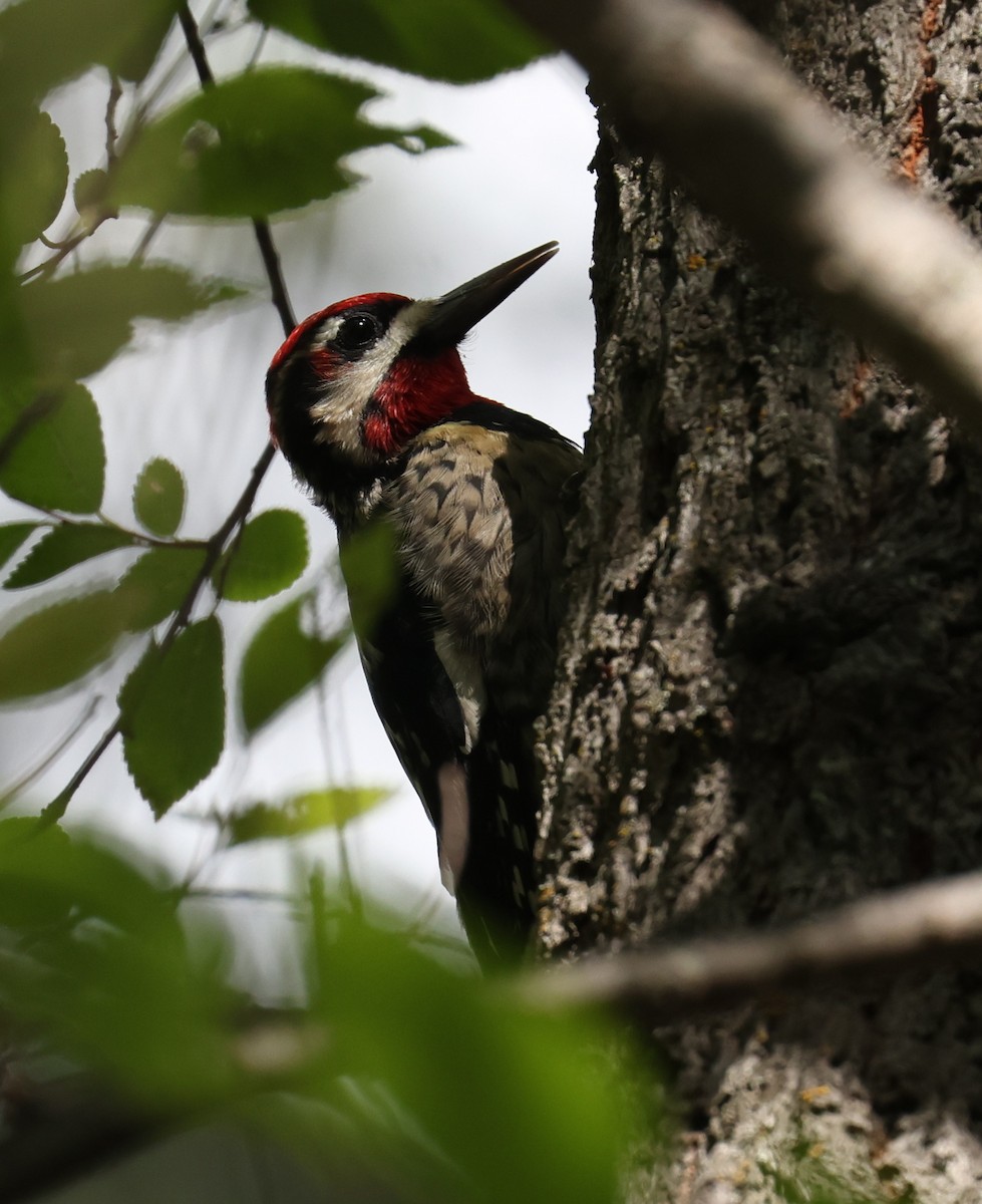 Red-naped Sapsucker - ML642596921
