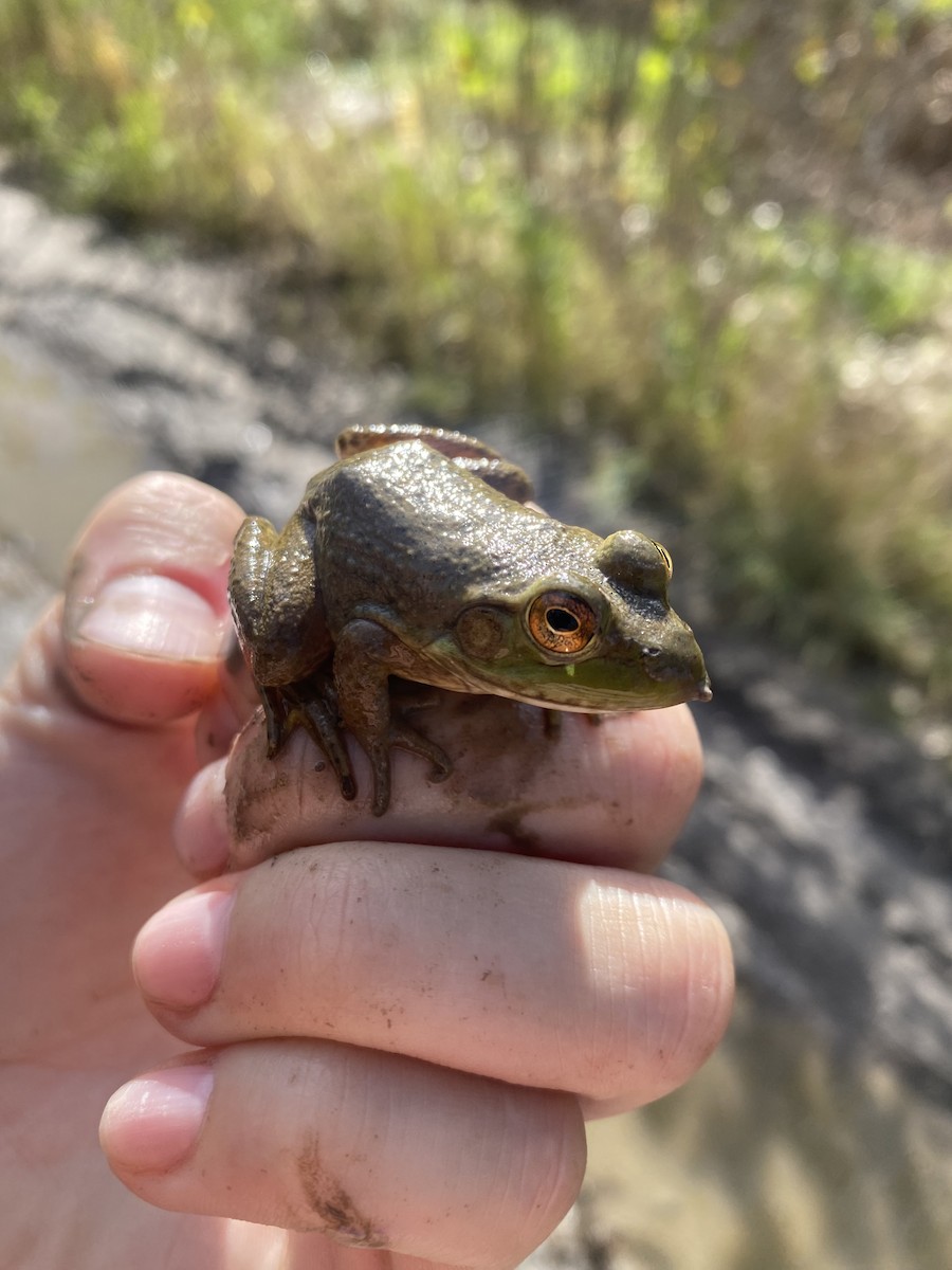 Hayvanlar - ML642596930