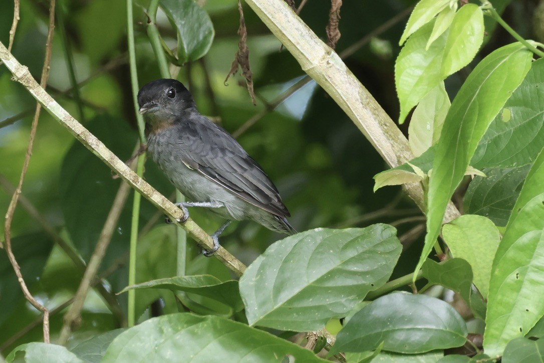 Rose-throated Becard - ML642596935
