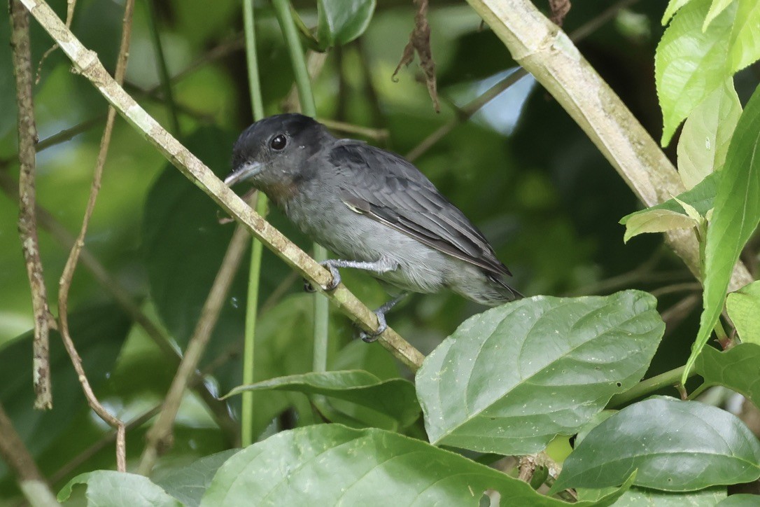 Rose-throated Becard - ML642596952