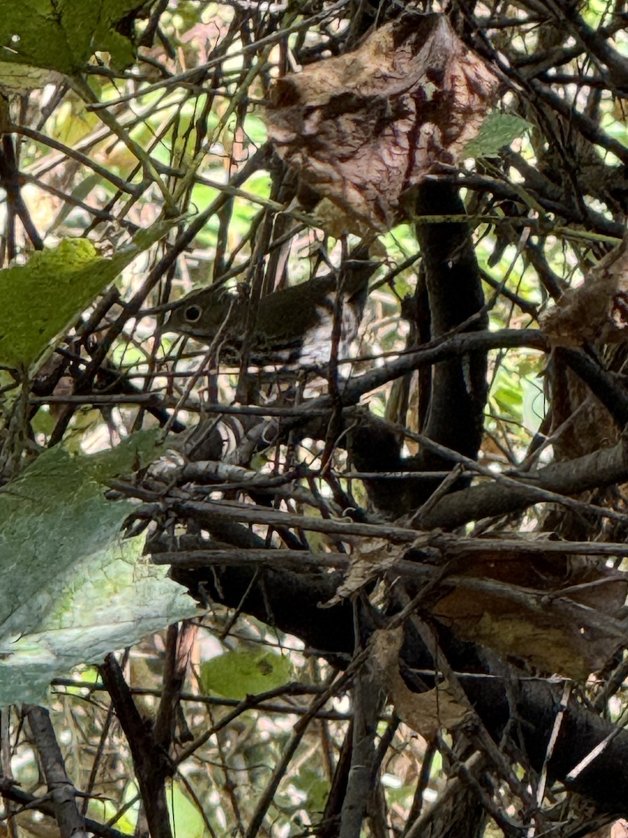 Ovenbird - ML642596958