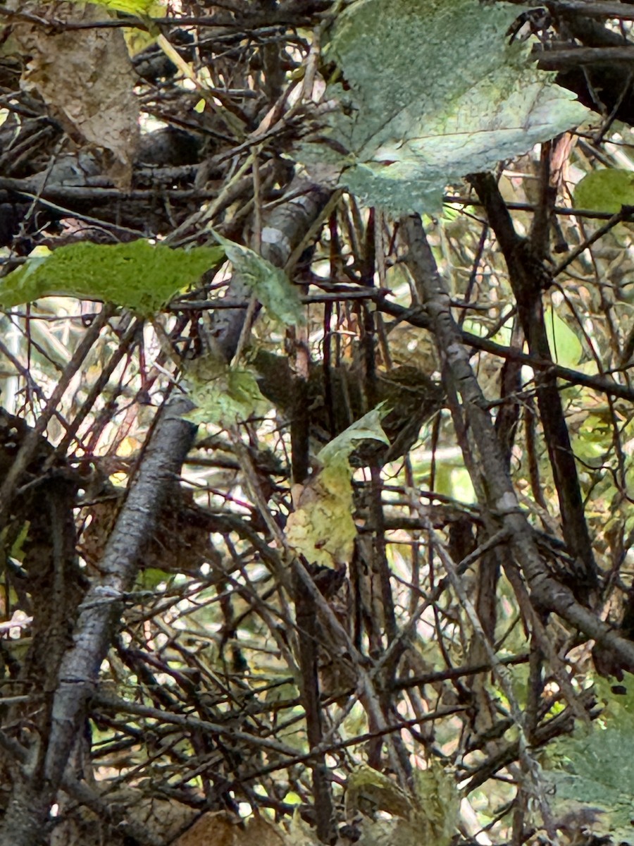 Ovenbird - ML642596959