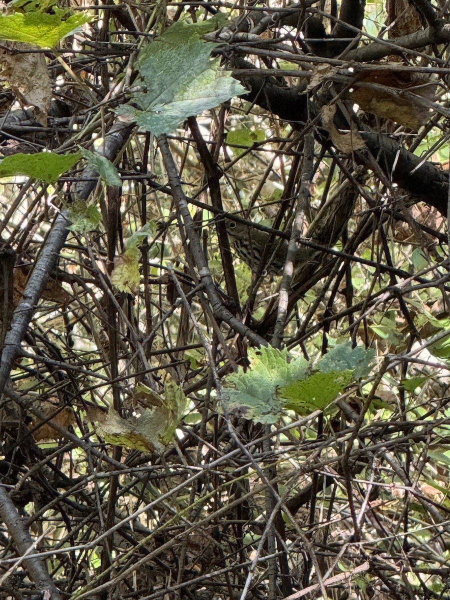 Ovenbird - ML642596960