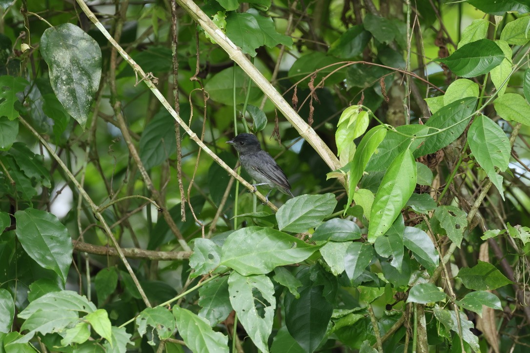 Rose-throated Becard - ML642596969