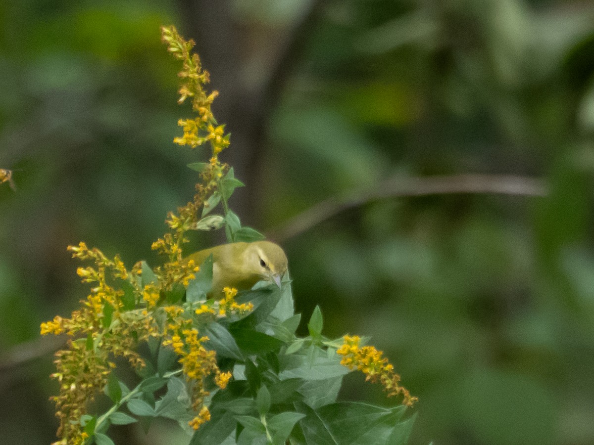 Vireo sp. - ML642596996