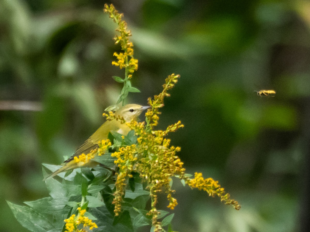 Vireo sp. - ML642596997