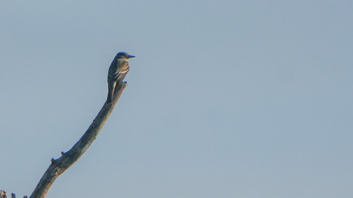 Eastern Wood-Pewee - ML642597004