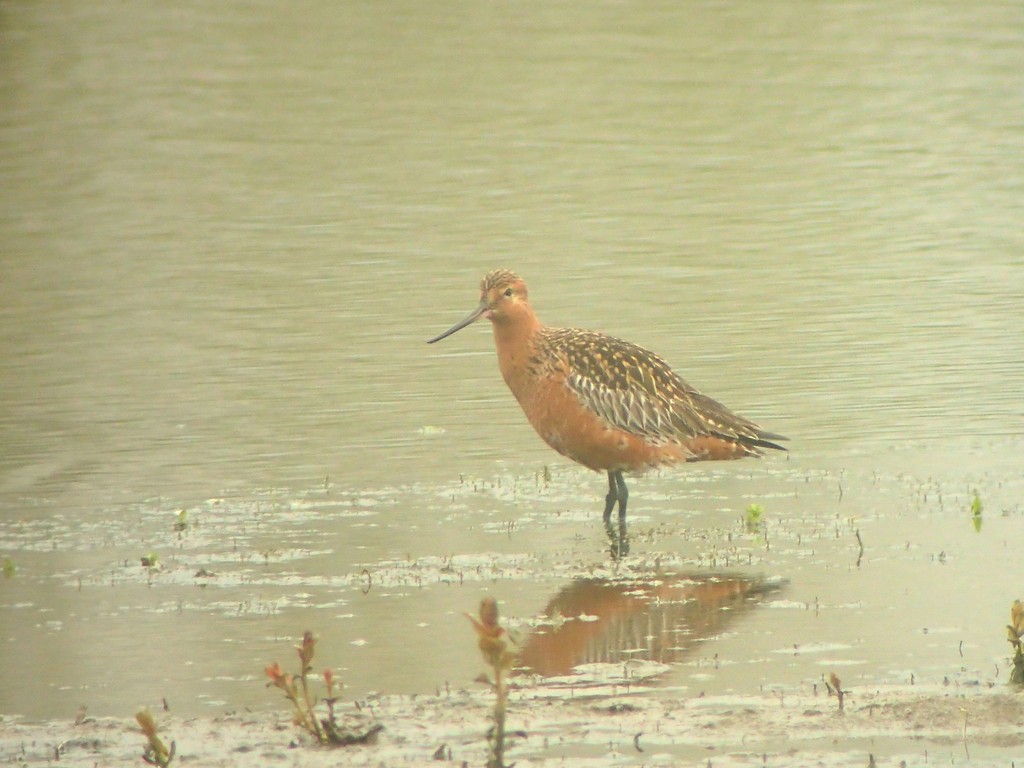 Bar-tailed Godwit - ML642597008