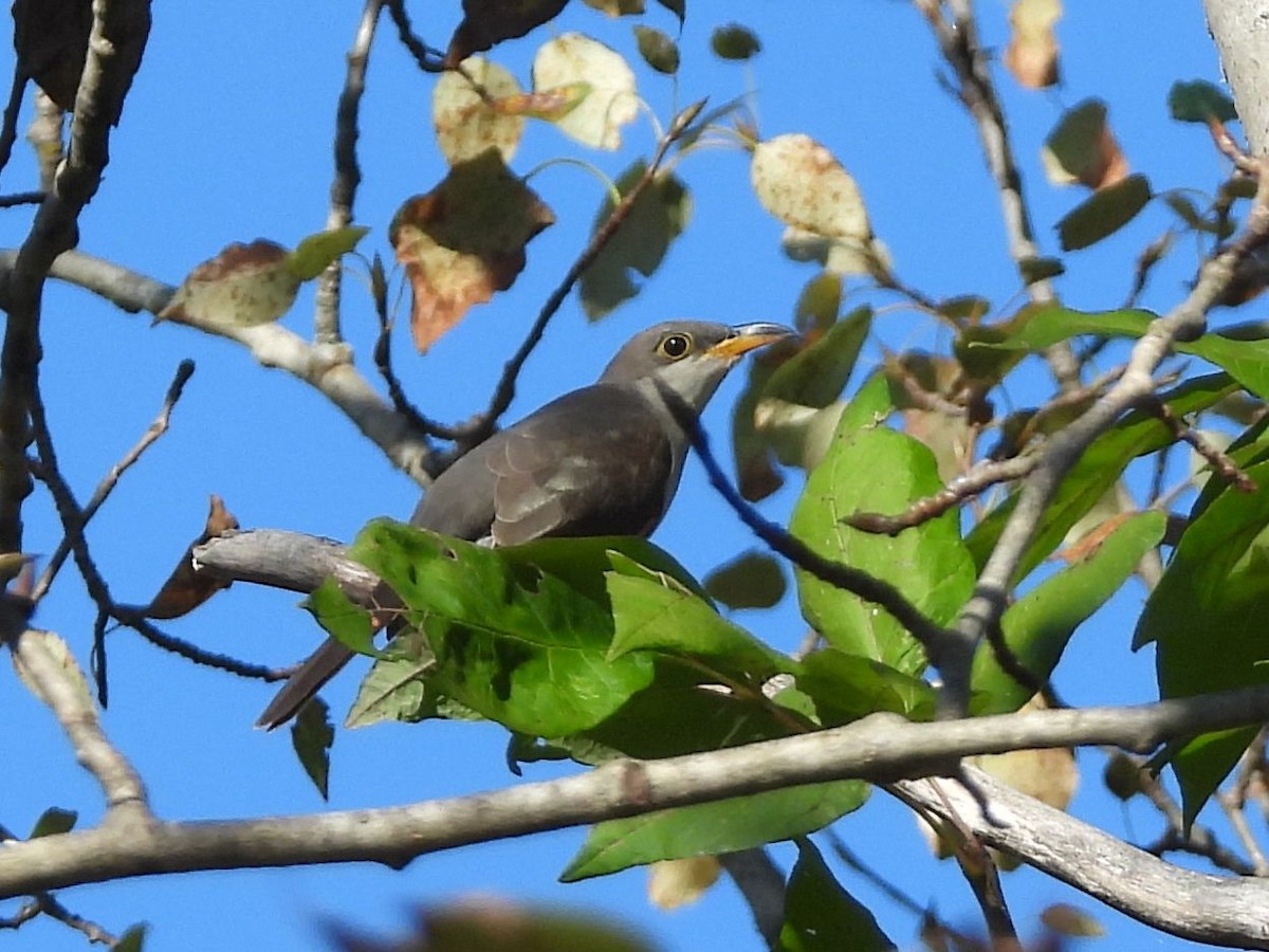 Yellow-billed Cuckoo - ML642597013