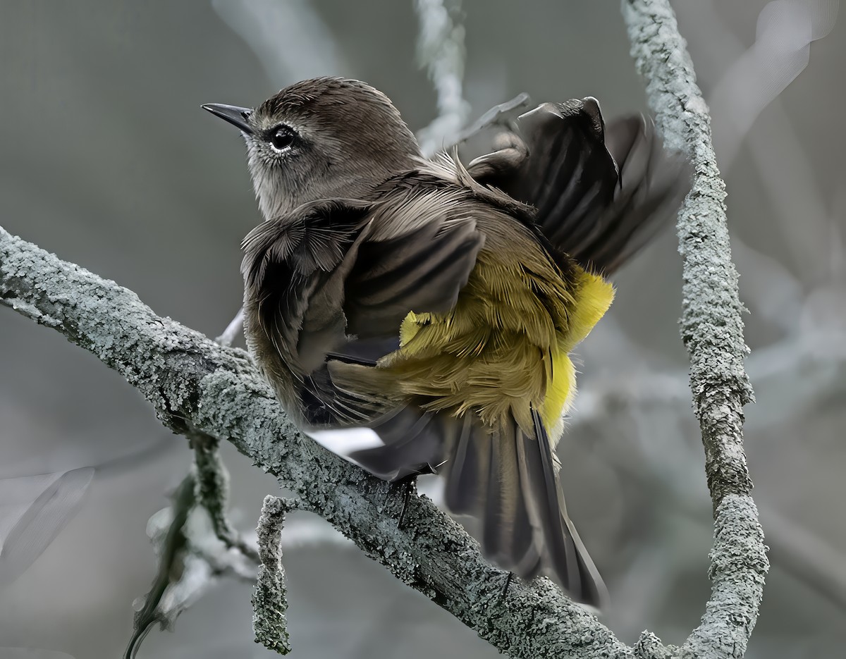 Palm Warbler - ML642597030