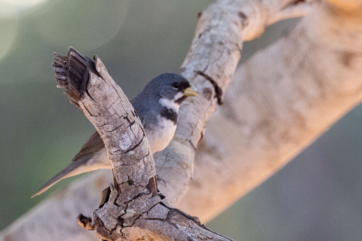 Double-collared Seedeater - ML642597041