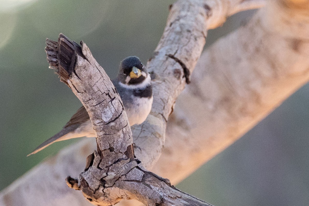Double-collared Seedeater - ML642597042