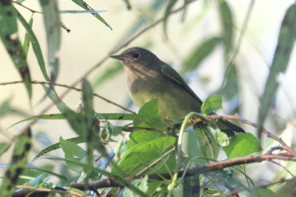 Reinita de Connecticut - ML642597044