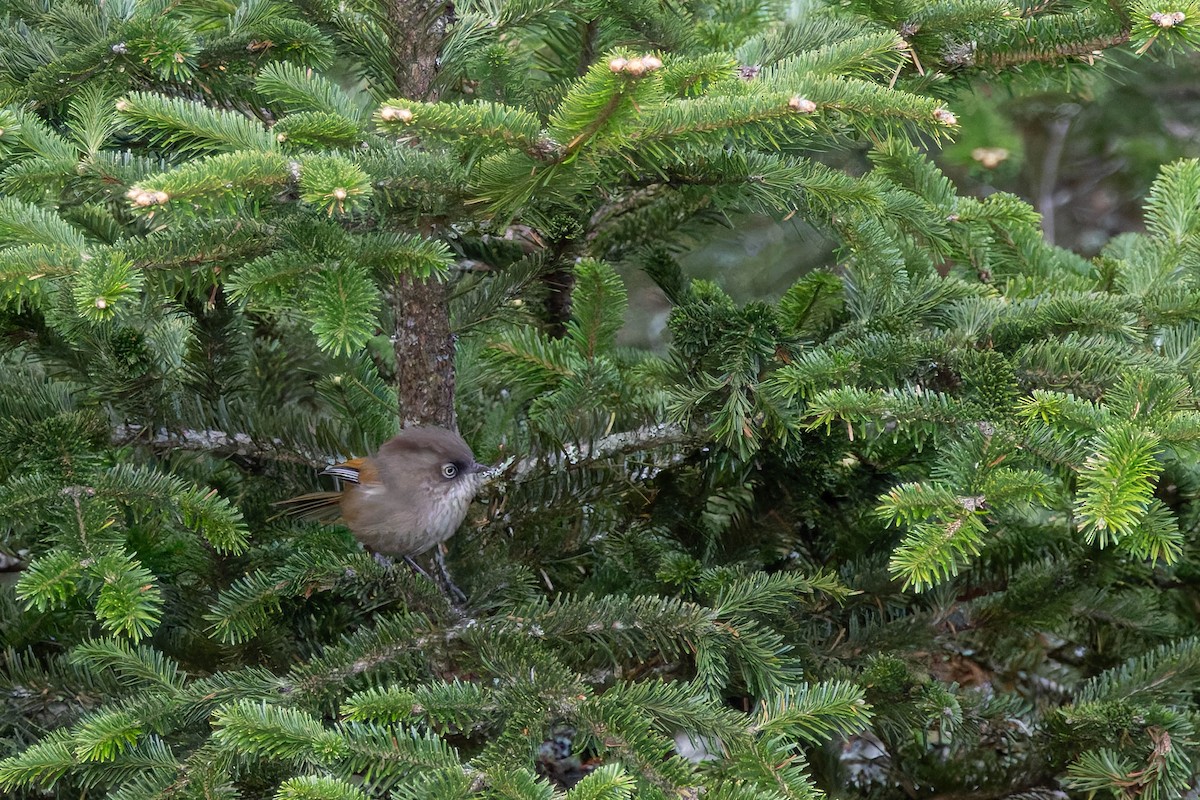 Taiwan Fulvetta - ML642597060