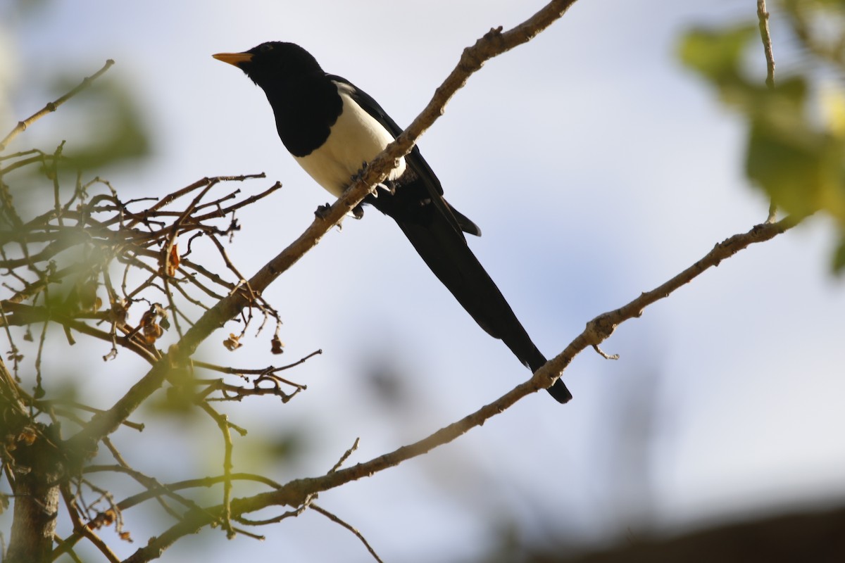 Yellow-billed Magpie - ML642597067