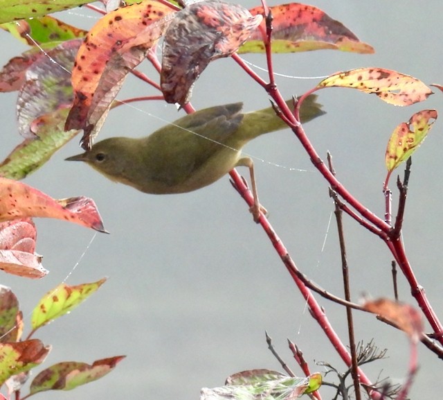 Common Yellowthroat - ML642597068