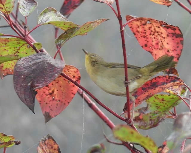 Common Yellowthroat - ML642597069