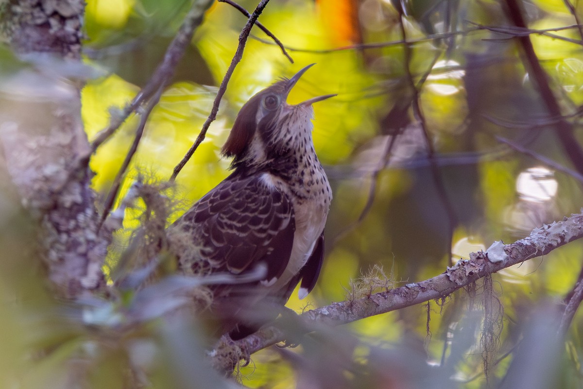 Pheasant Cuckoo - ML642597086