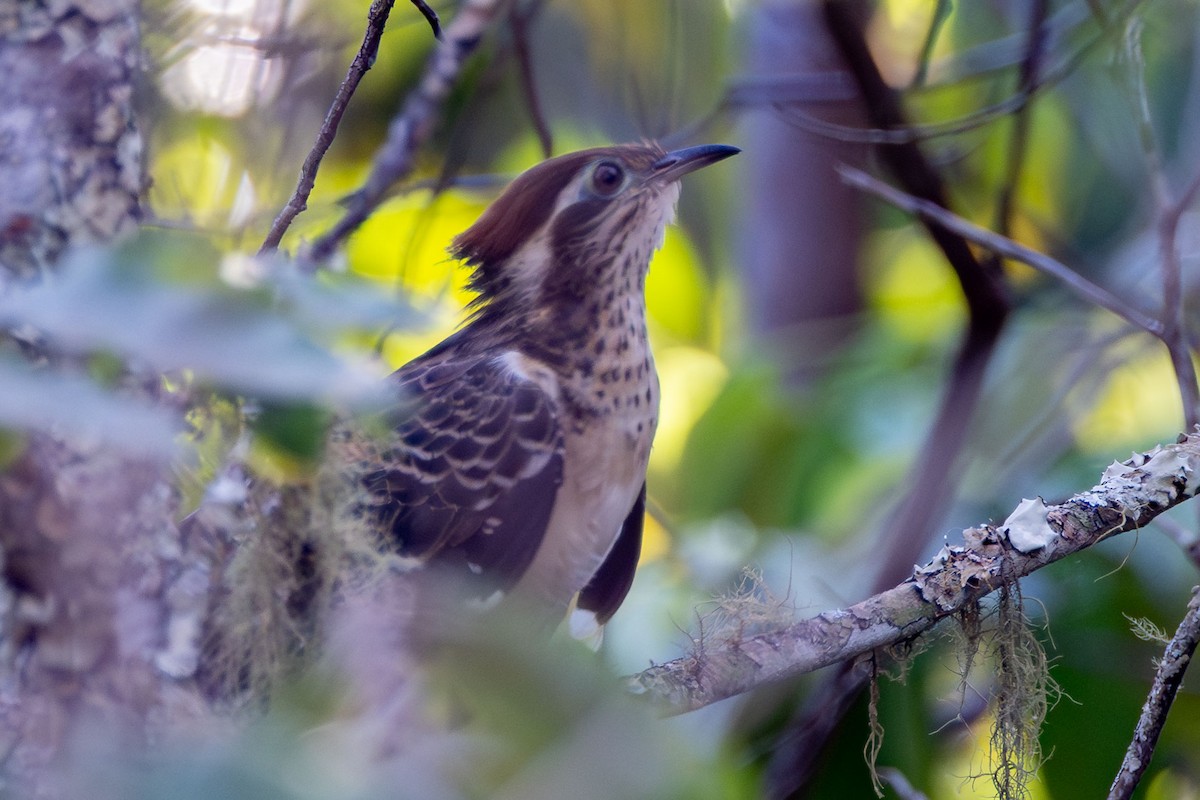 Pheasant Cuckoo - ML642597087