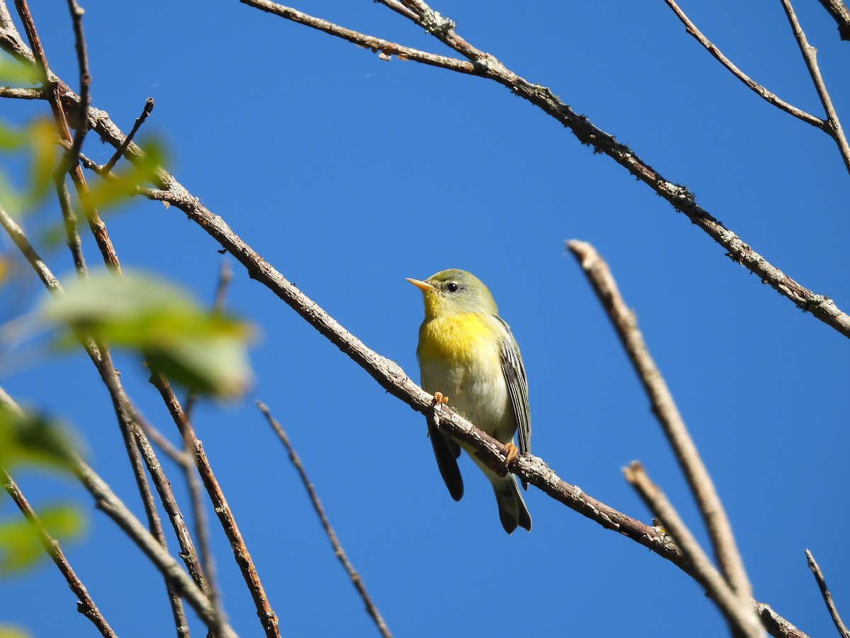 Northern Parula - ML642597088