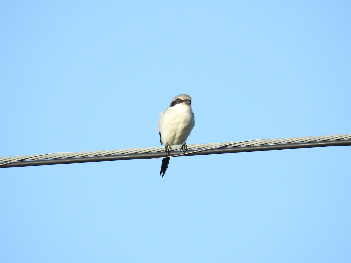 Pie-grièche migratrice - ML642597095