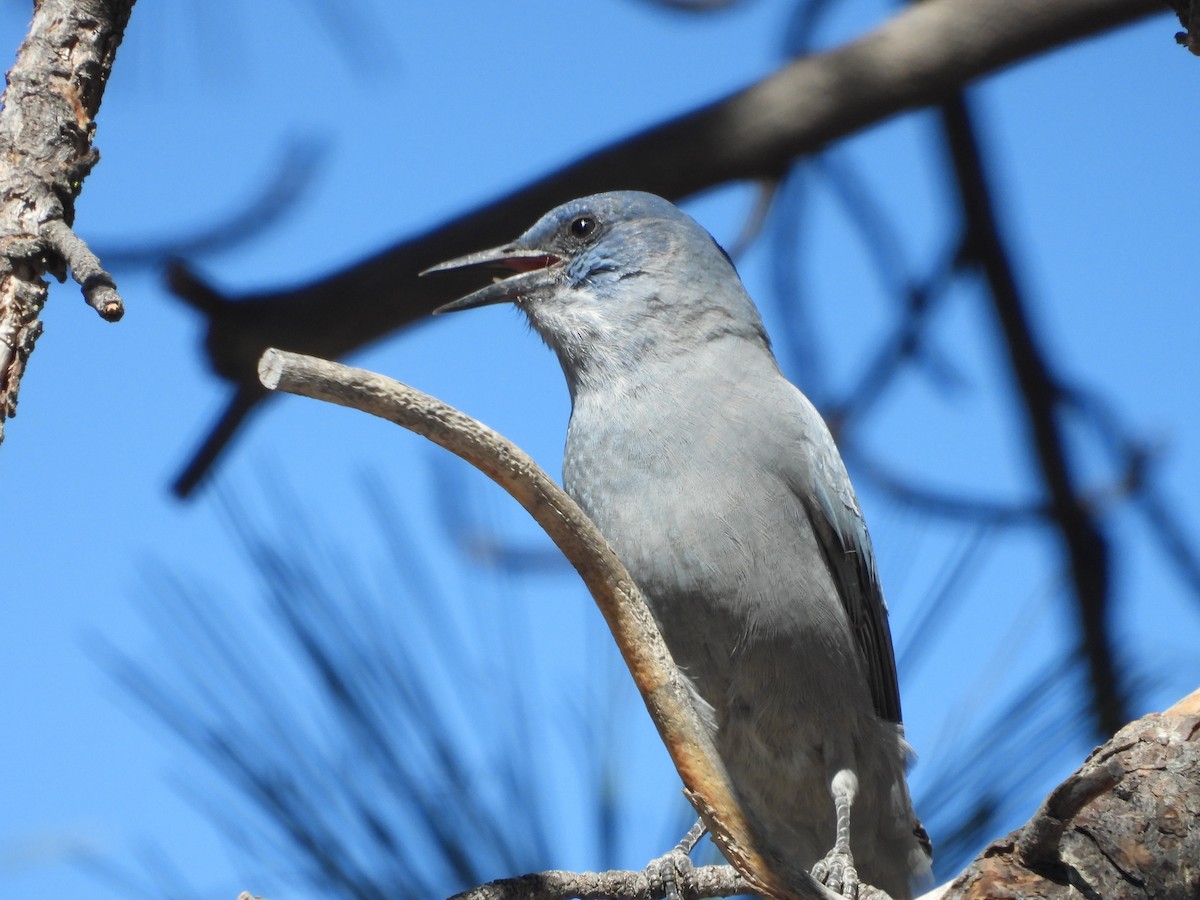 Pinyon Jay - ML642597109