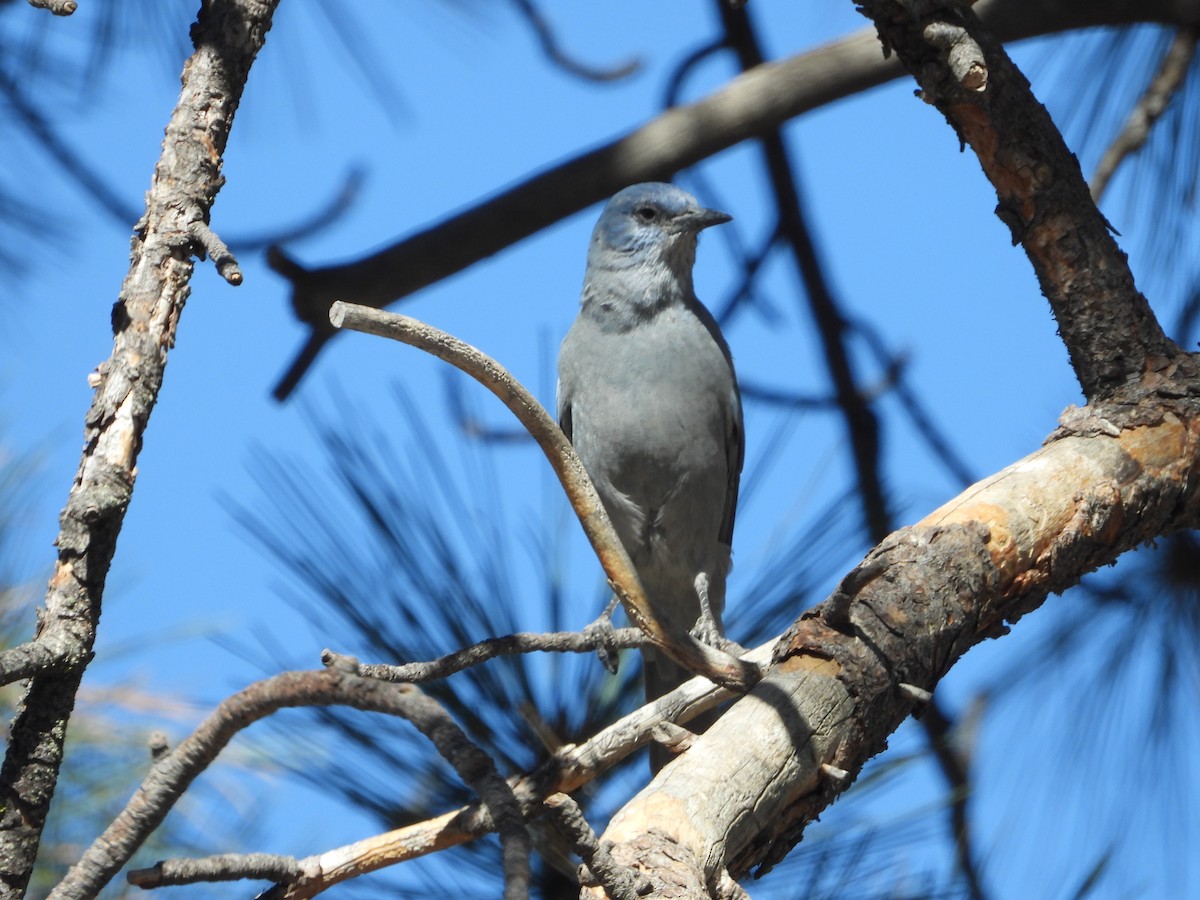 Pinyon Jay - ML642597110