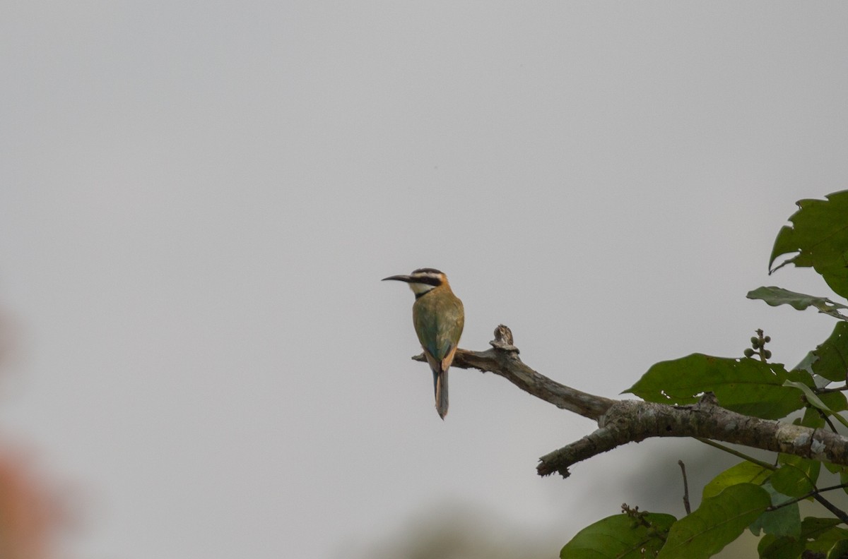 White-throated Bee-eater - ML642597114