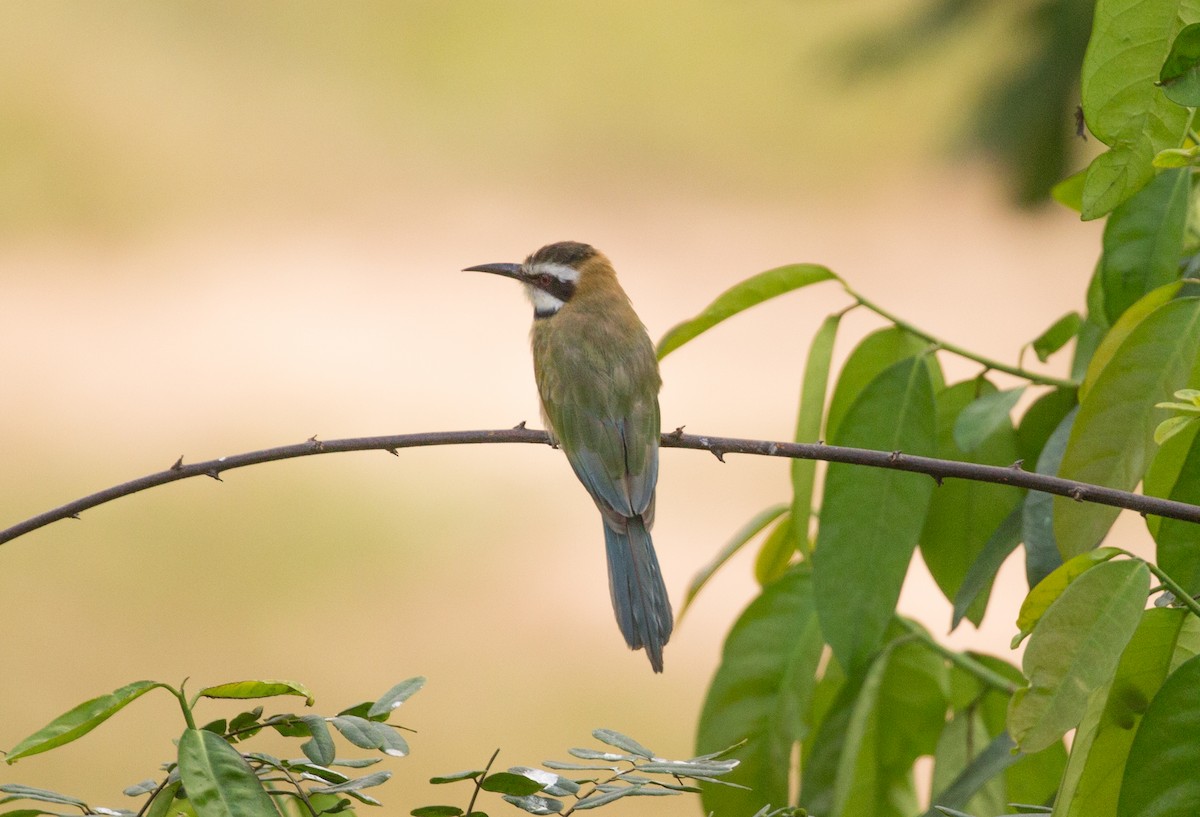 White-throated Bee-eater - ML642597115