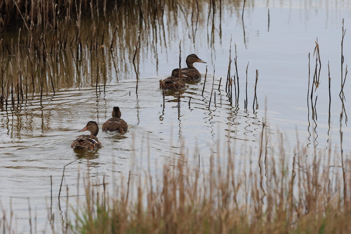 Mallard - ML642597130