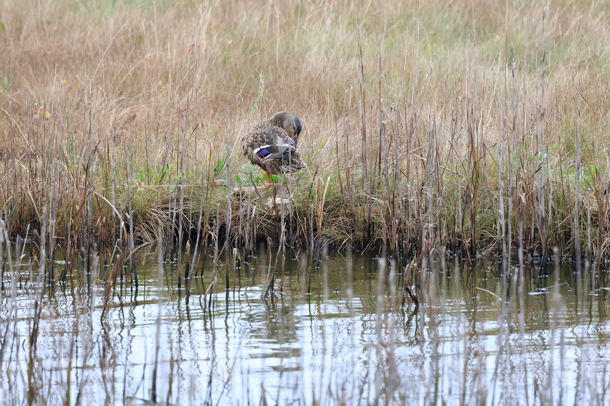 Mallard - ML642597138