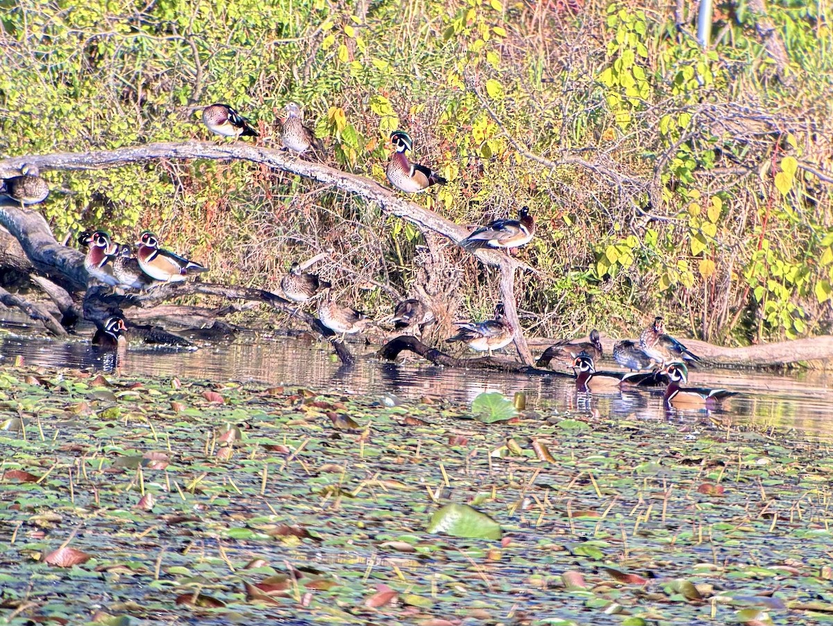 Wood Duck - ML642597143