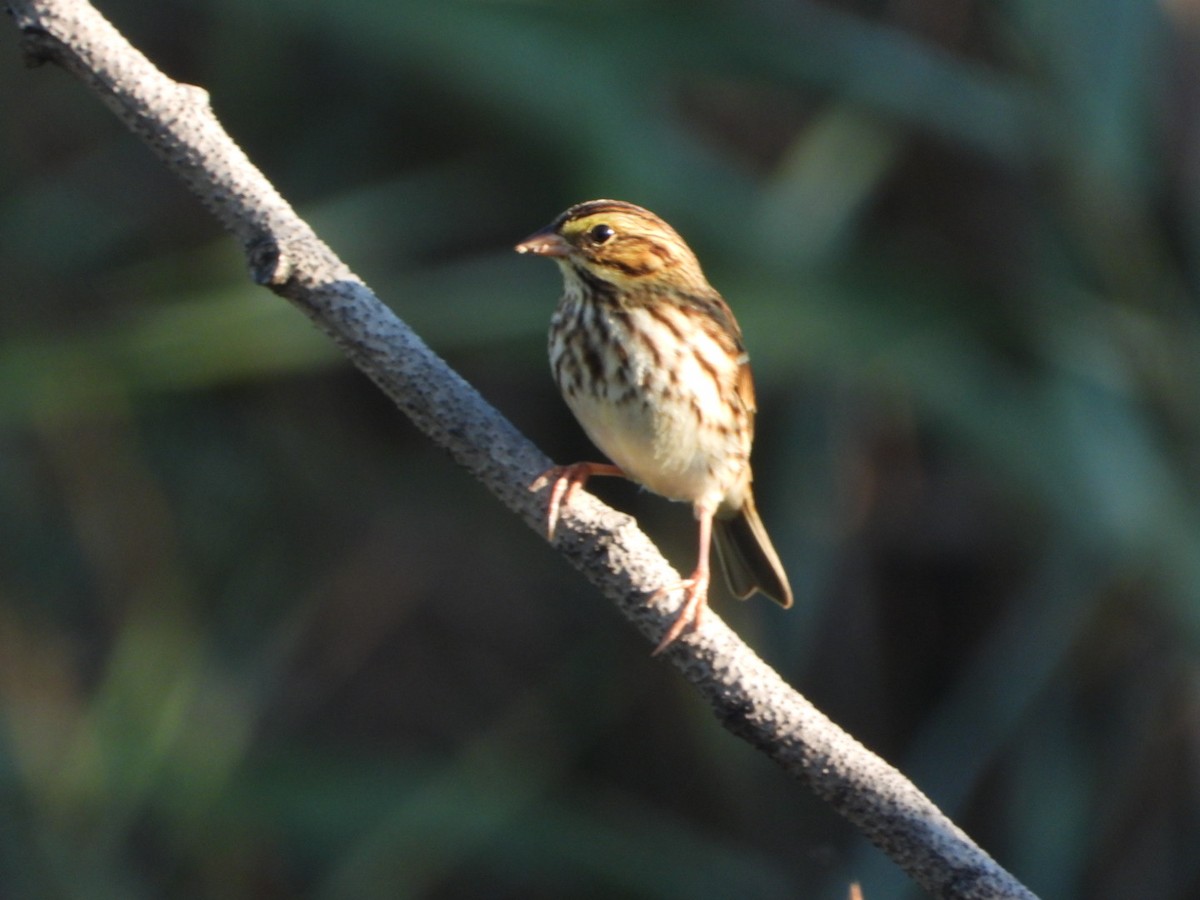 Savannah Sparrow - ML642597150