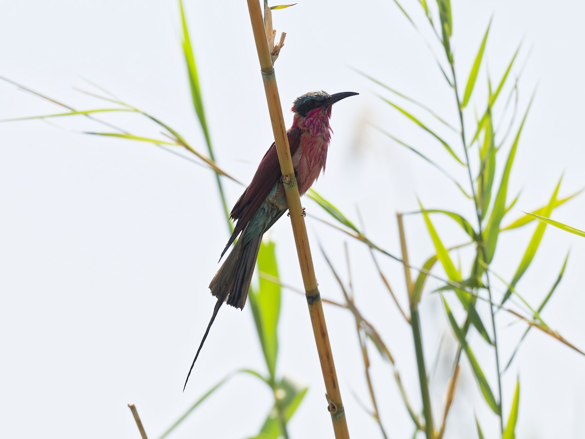 Southern Carmine Bee-eater - ML642597160