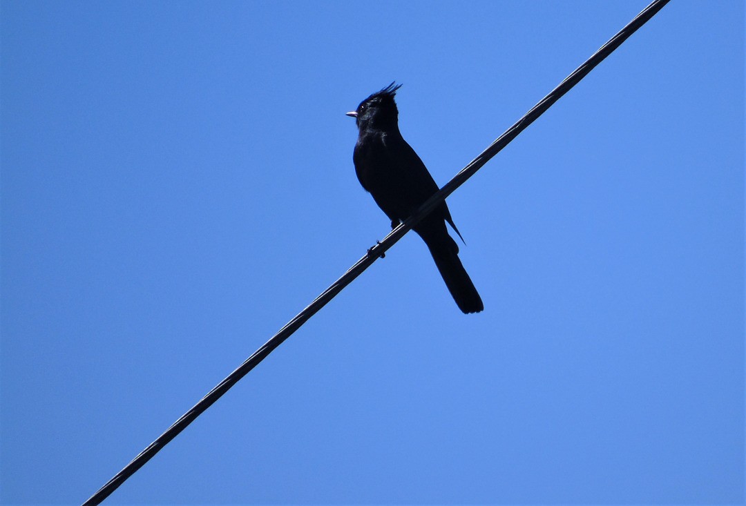 Crested Black-Tyrant - ML642597161