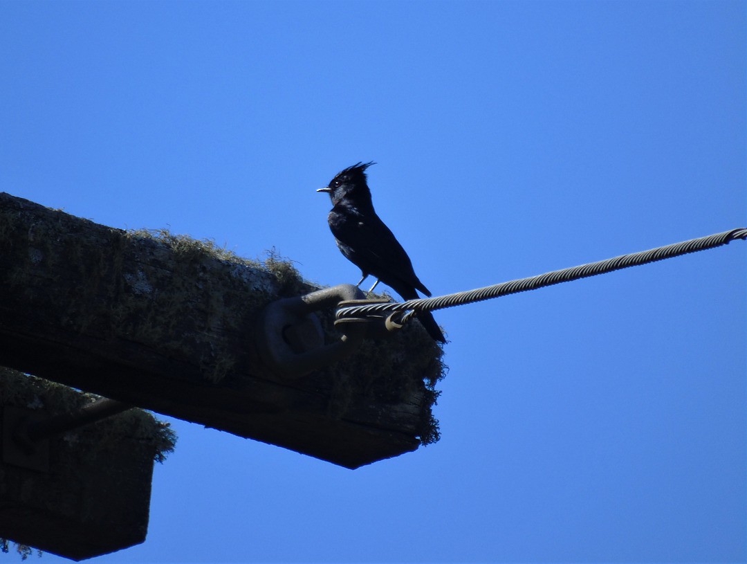 Crested Black-Tyrant - ML642597162