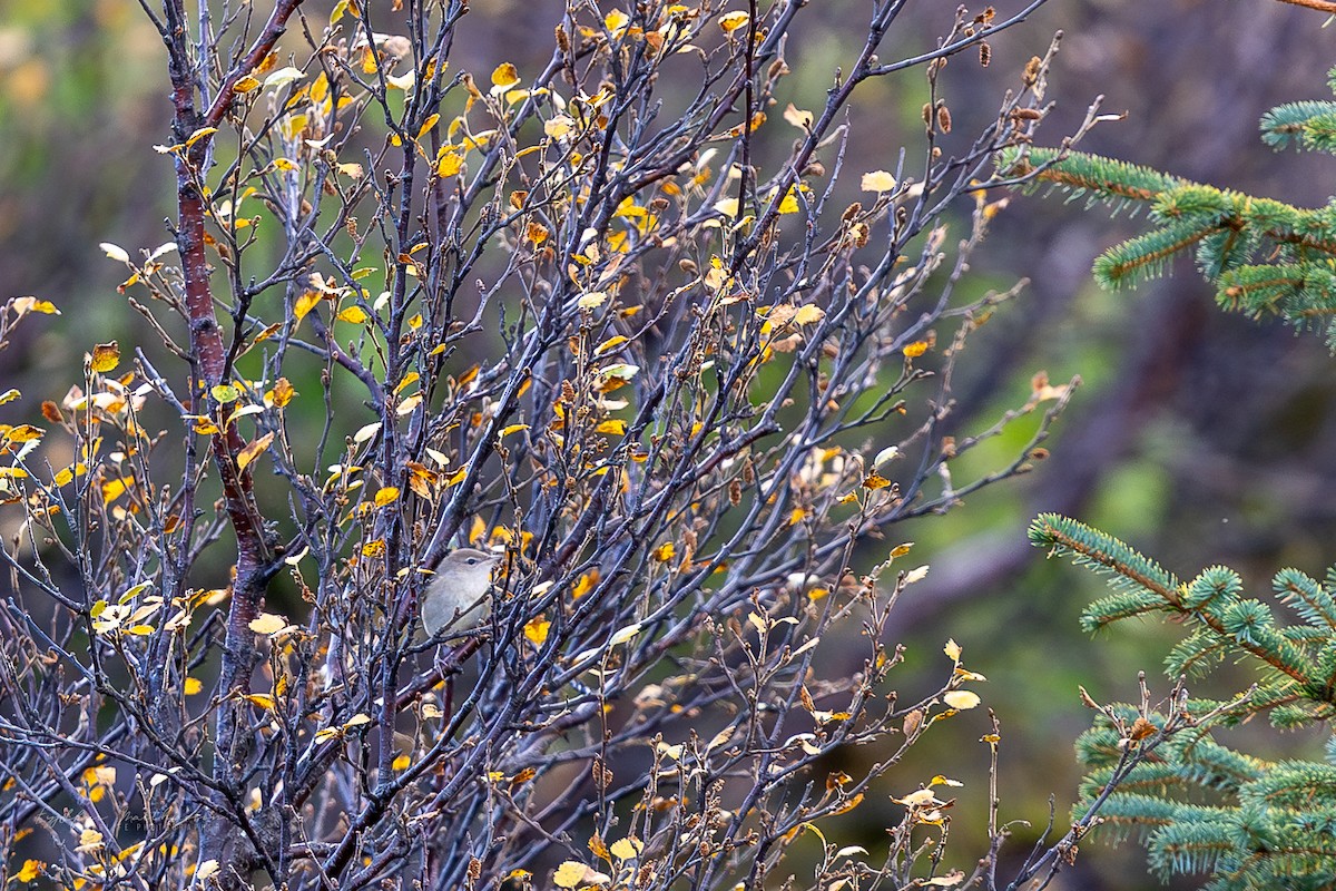 Garden Warbler - ML642597185