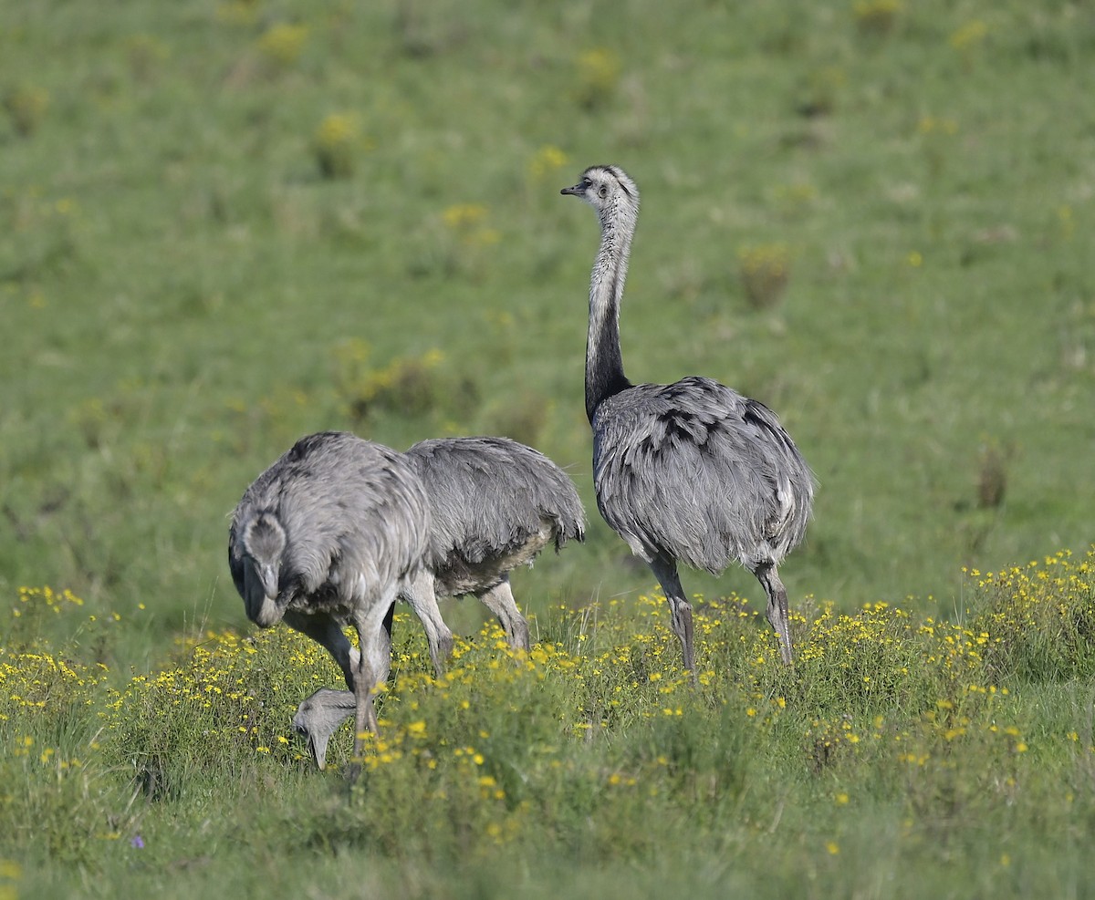 Greater Rhea - ML642597195